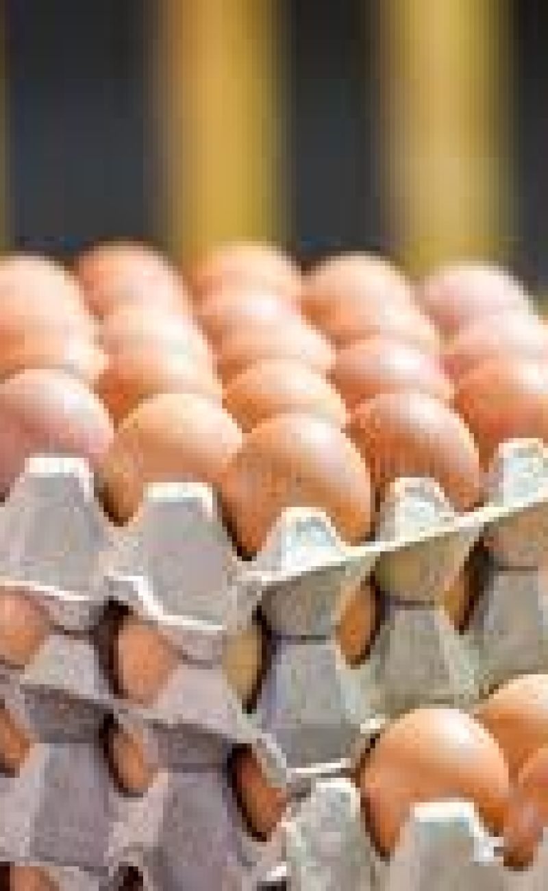 bulk option